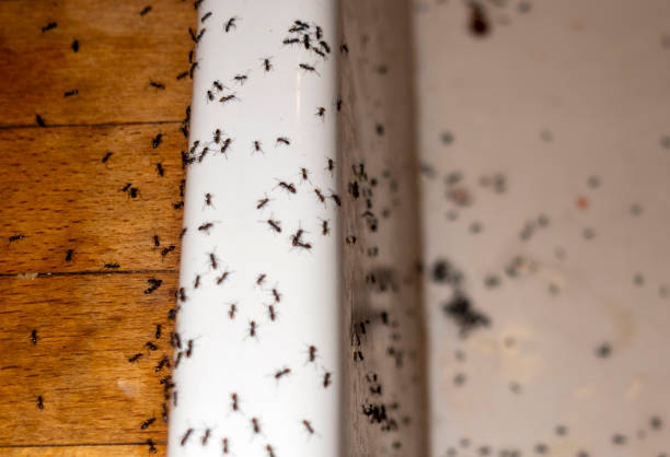 Best Ant Control Services  in Mccom, OH